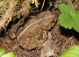 WesternToad_waltersiegmund WesternToad_waltersiegmund