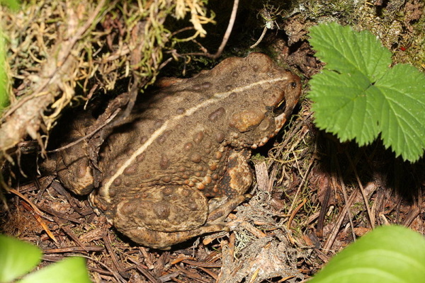 Pasadena Toads Get Reprieve