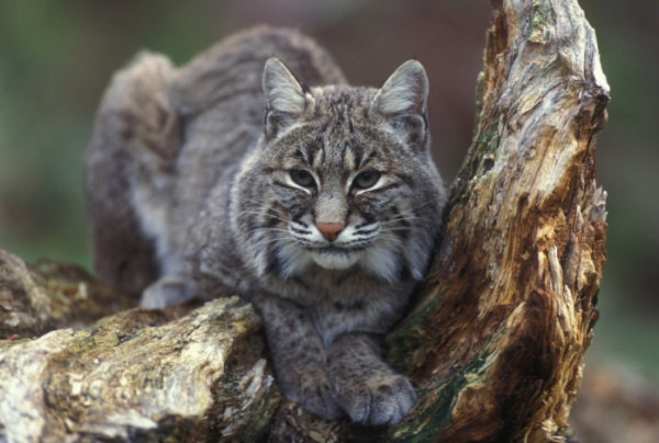 Urban Predator: Bobcats Among Us