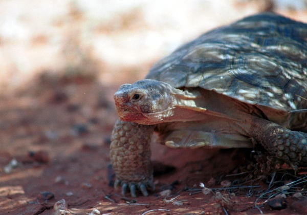 Seeing Double: Desert Tortoises Are Really Two