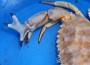 dungeness-x-crab dungeness-x-crab
