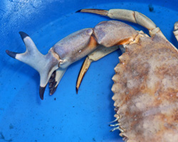 Mutant X-Crab at Cabrillo Marine Aquarium