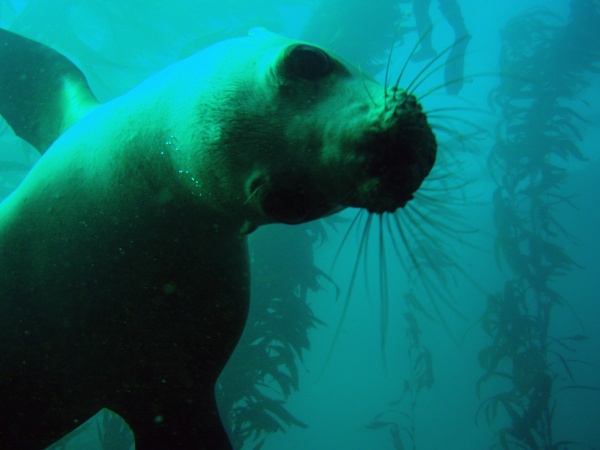 New Permanent Digs for Sick/Injured Marine Mammals