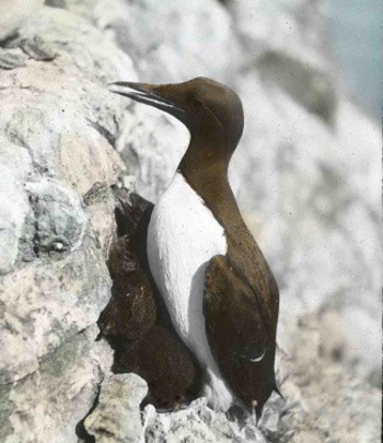 More Murres on Channel Islands