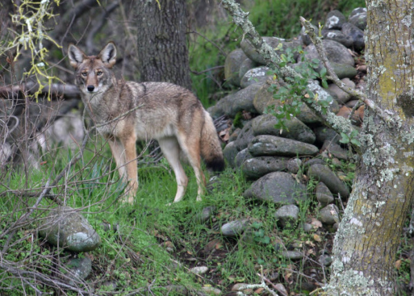 Griffith Park’s Wild Side