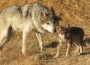 Mexican Gray Wolves - CWC Mexican Gray Wolves - CWC