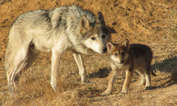 A Good Howl: Mexican Gray Wolf Pups Born