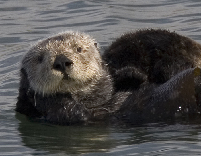 More Otters Off CA Coastlines, Sorta