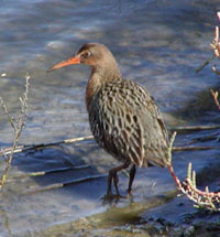 Clapper Rails In Recovery: Number 300 Just Released