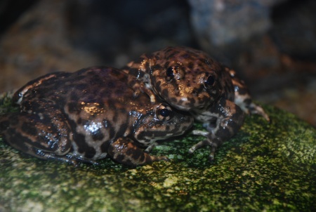 Rare Yellow-Legged Frogs Released Back in the Wild