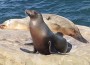 CaliforniaSeaLion_female