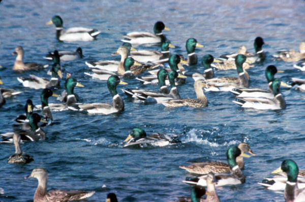 Ducks Dying in Lake Forest; Bread to Blame