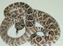 MojaveRattlesnake_