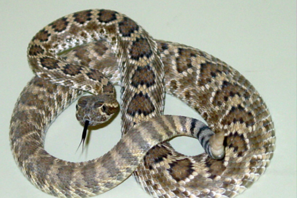 Wildlife Trivia of the Week