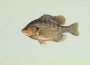 ReaderSunfish_BLM_DuaneRaver_artist