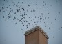 swifts_9249_Martha swifts_9249_Martha