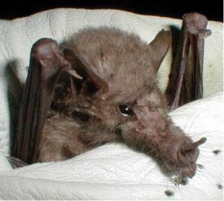 Bats, bats, bats! Bats, bats, bats!