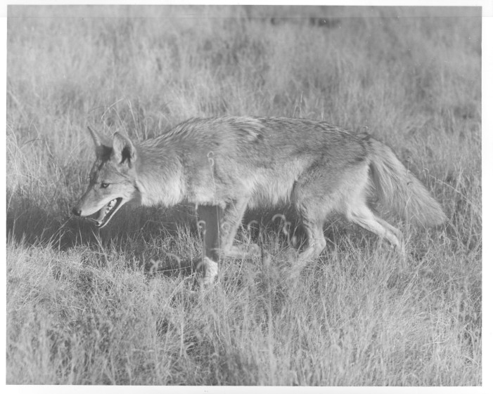 Calabasas Says “Nope” to Coyote Trapping