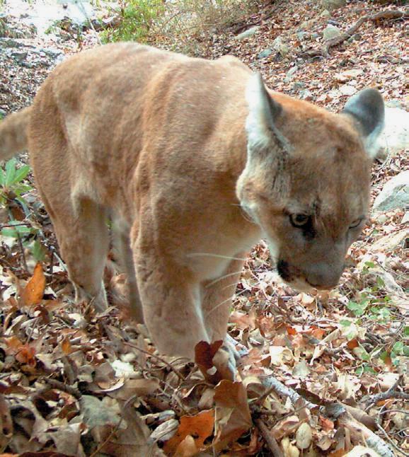 Big Reward Money for Mountain Lion Poacher