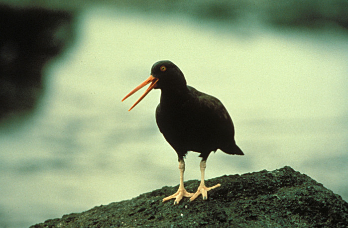 More black oystercatcher beaks in California