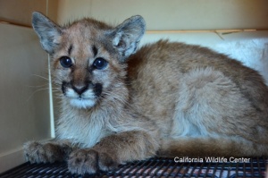 Olive and her brother Leno were rescued in the "nick of time." Photo couresty of the California Wildlife Center.