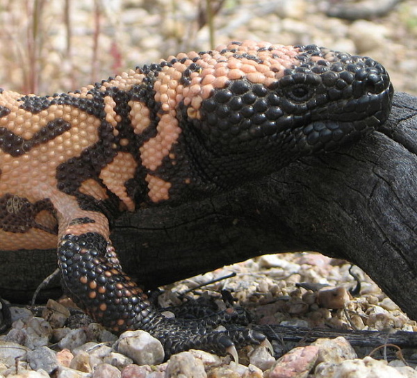 Uninvited Reptile Shows Up in SoCal Uninvited Reptile Shows Up in SoCal