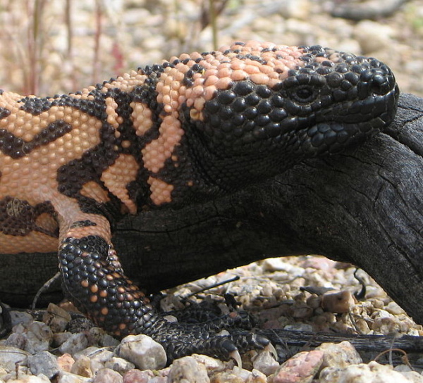 Uninvited Reptile Shows Up in SoCal