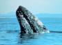 GrayWhale_Noaa GrayWhale_Noaa