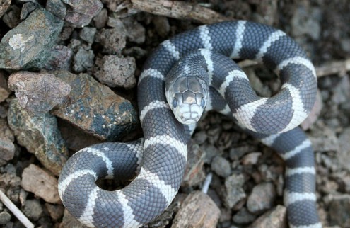 California king snake