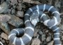 California king snake California king snake
