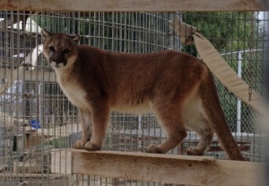  Olive today. Not a scrawny cub anymore. Photo courtesy of Zoo To You.