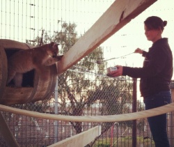 Training Olive. Always positive reinforcement. Photo courtesy of Zoo To You.