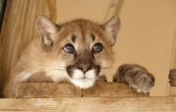 Olive growing up. "What? I'm not in Burbank anymore?" Photo courtesy of Zoo to You.