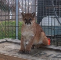 Olve -- in between cub and cat. Photo courtesy of Zoo To You.