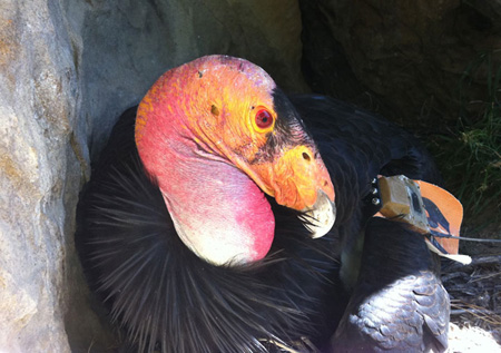 California Condors on Film