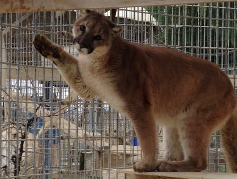 No Longer Cubby – Burbank Mountain Lions Thriving in Paso