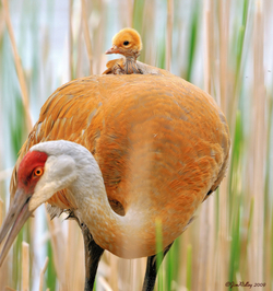 Sandhill Crane named 2012 Bird of the Year