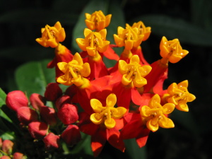 Asclepias_curassavica