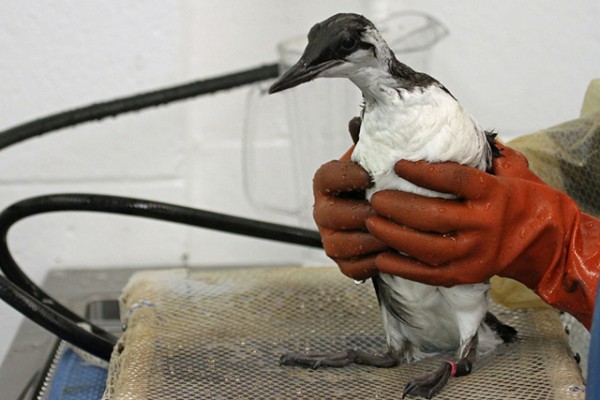 Influx of Oily Murres in San Pedro