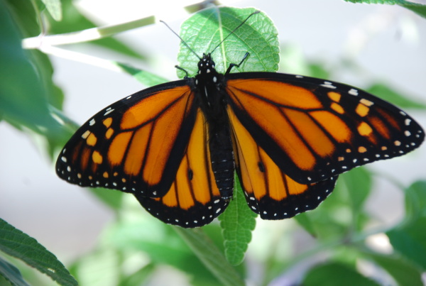 The Quickly Disappearing Monarch
