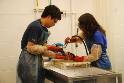 Wanted: San Pedro/Wilmington Young Adults for Wildlife Internships