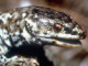 Island Night Lizard