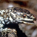 Island Night Lizard Makes a Comeback