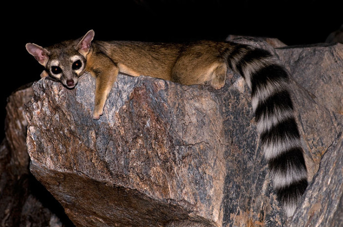 Ringtails in the San Gabe Mountains