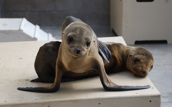 Record Number of Cal Sea Lions Need Help