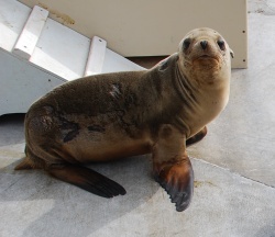 sicksealion2