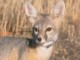 Desert Kit Fox-crop