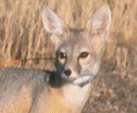 Desert Kit Fox, a Threatened Species?