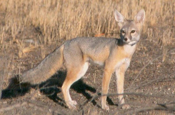 Desert kit fox, watch the road! Photo from the California Department of Transportation.