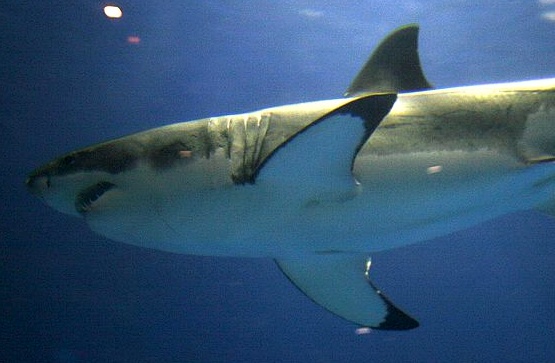 Not Everyone Happy for Great White Shark New Status
